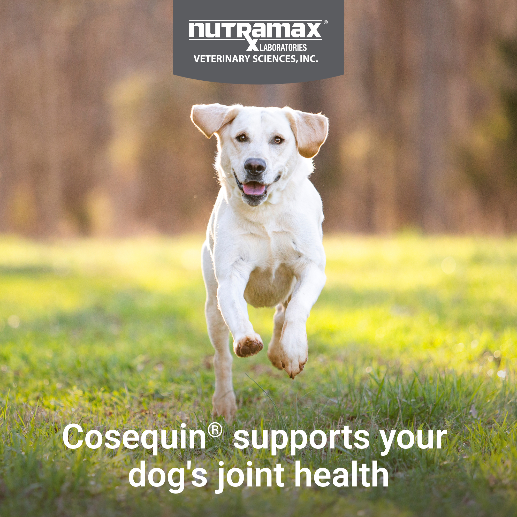 Dog Cosequin