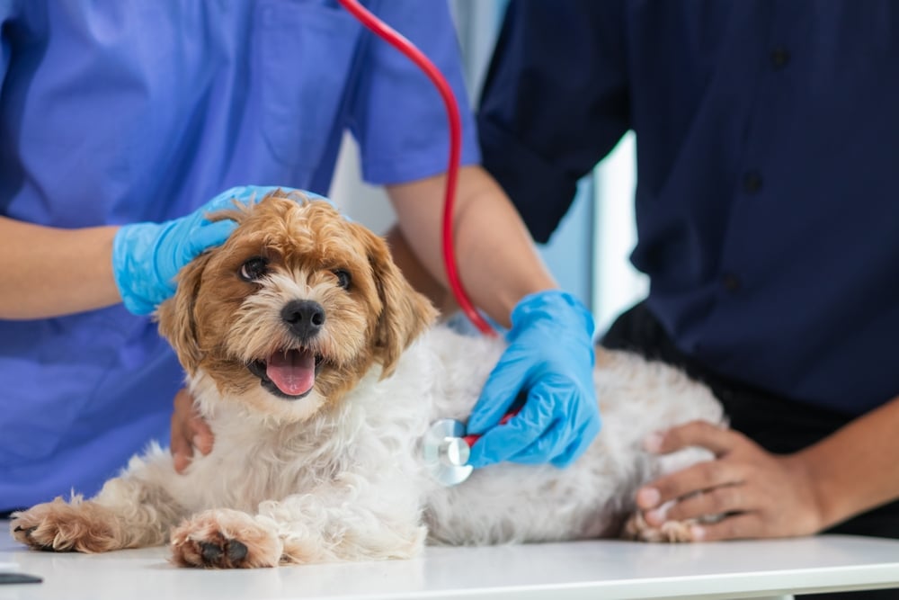 Veterinarian are using Stethoscopes to examine dog health and diagnose respiratory and cardiac ailment. Checking health of dog in animal hospital with Stethoscope for disease diagnosis by veterinarian