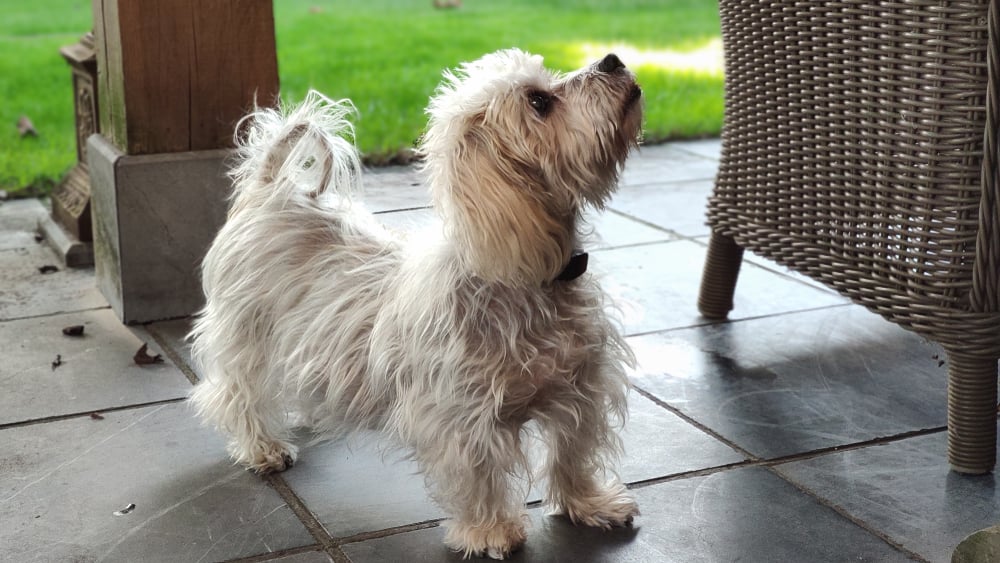 small white dog with cushings disease