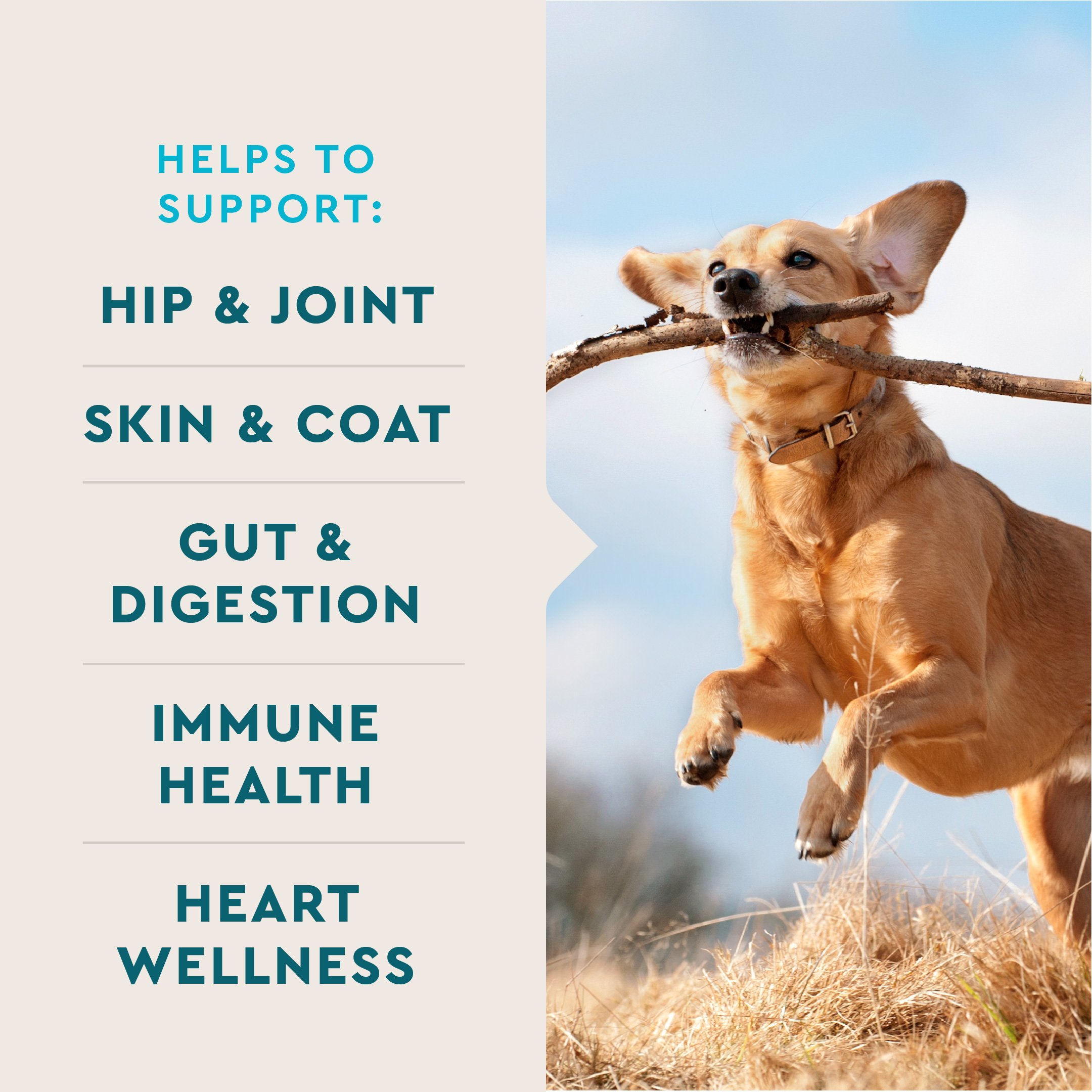 Vet IQ Helps Support