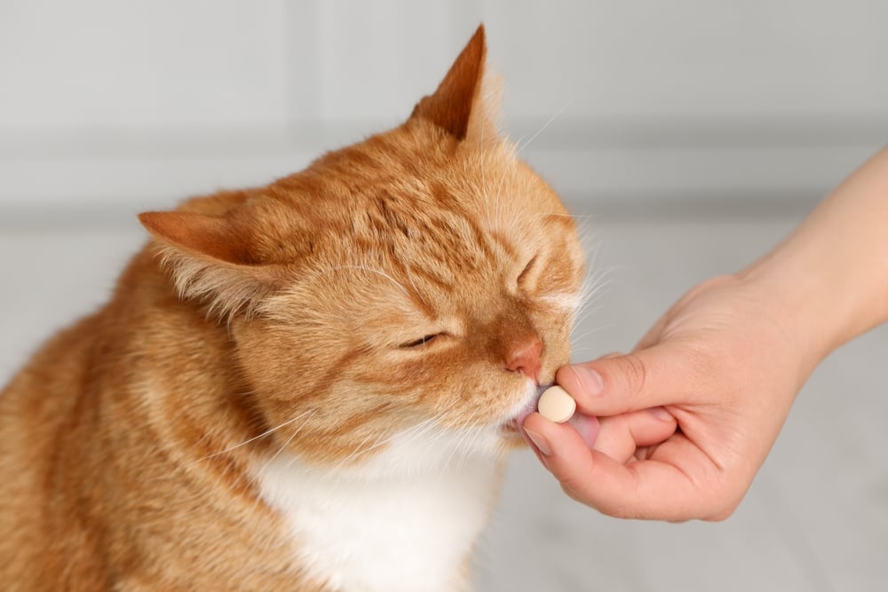 A person giving medictions to a cat