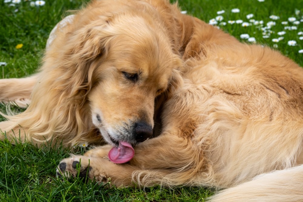 Gorgeous specimen of golden retriever dog. Relaxed in the garden he is cleaning a paw with his tongue.