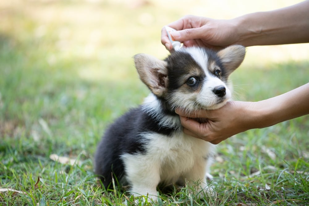 Close up woman applying tick and flea prevention treatment and medicine to her dog or pet
