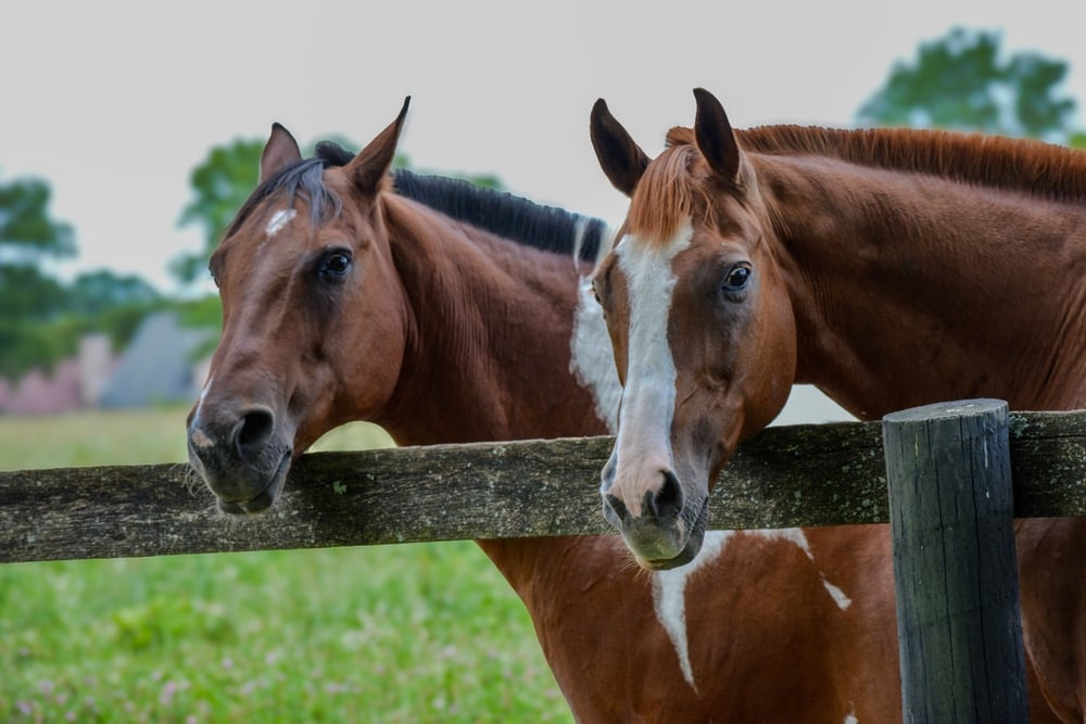 Horses grazing in a sunny pasture. There are many horse farms in this equine region known as the Horse Capital of the World, Lexington Kentucky. Horse spend significant time grazing during the day.