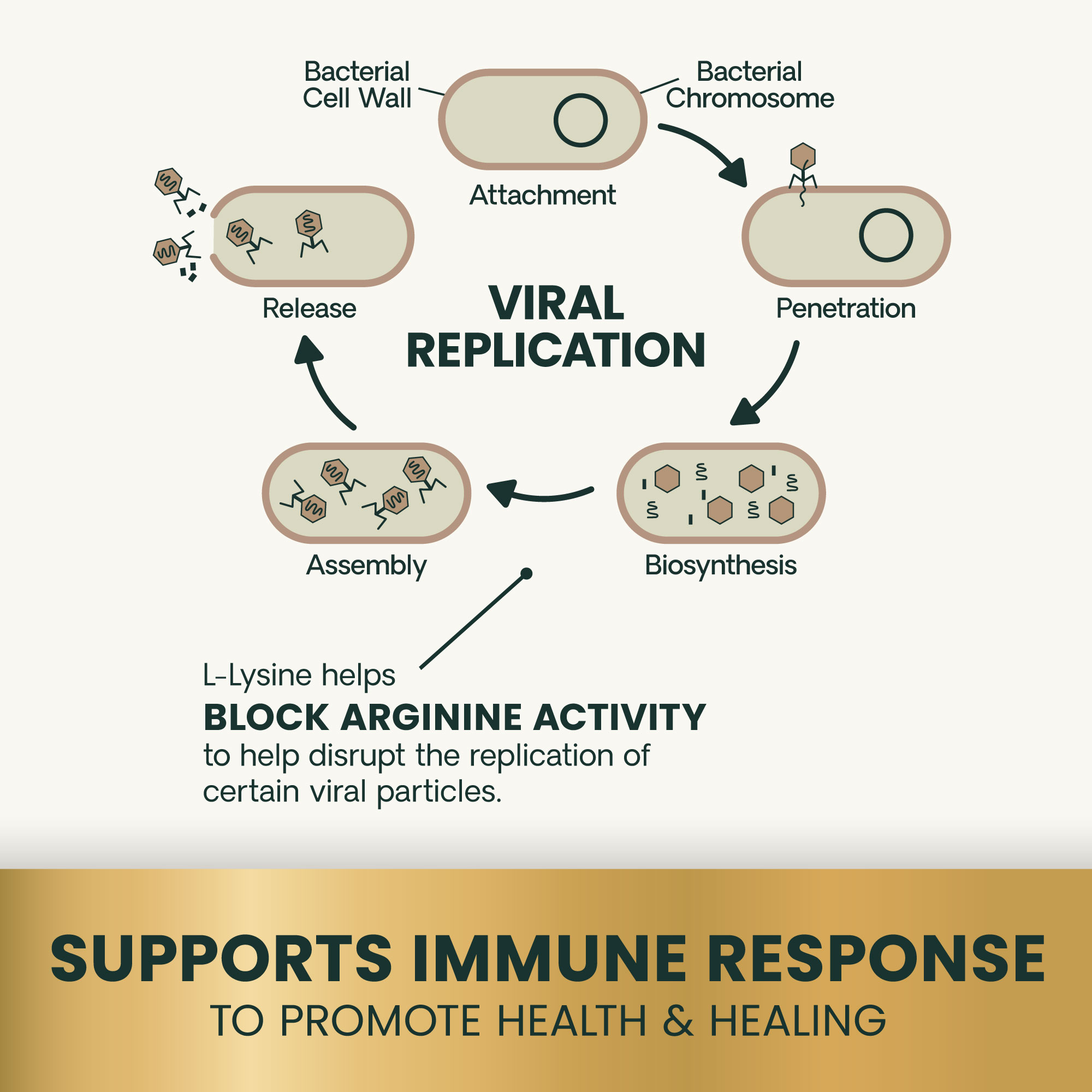 Lysine