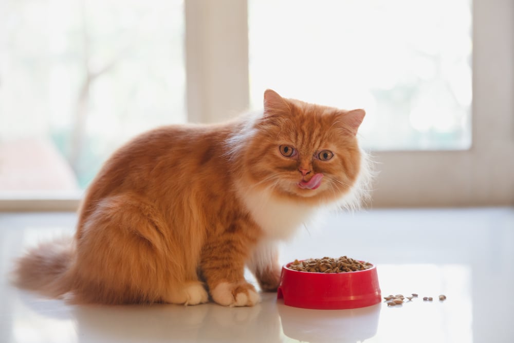 A Persian cat eating dry cat food.