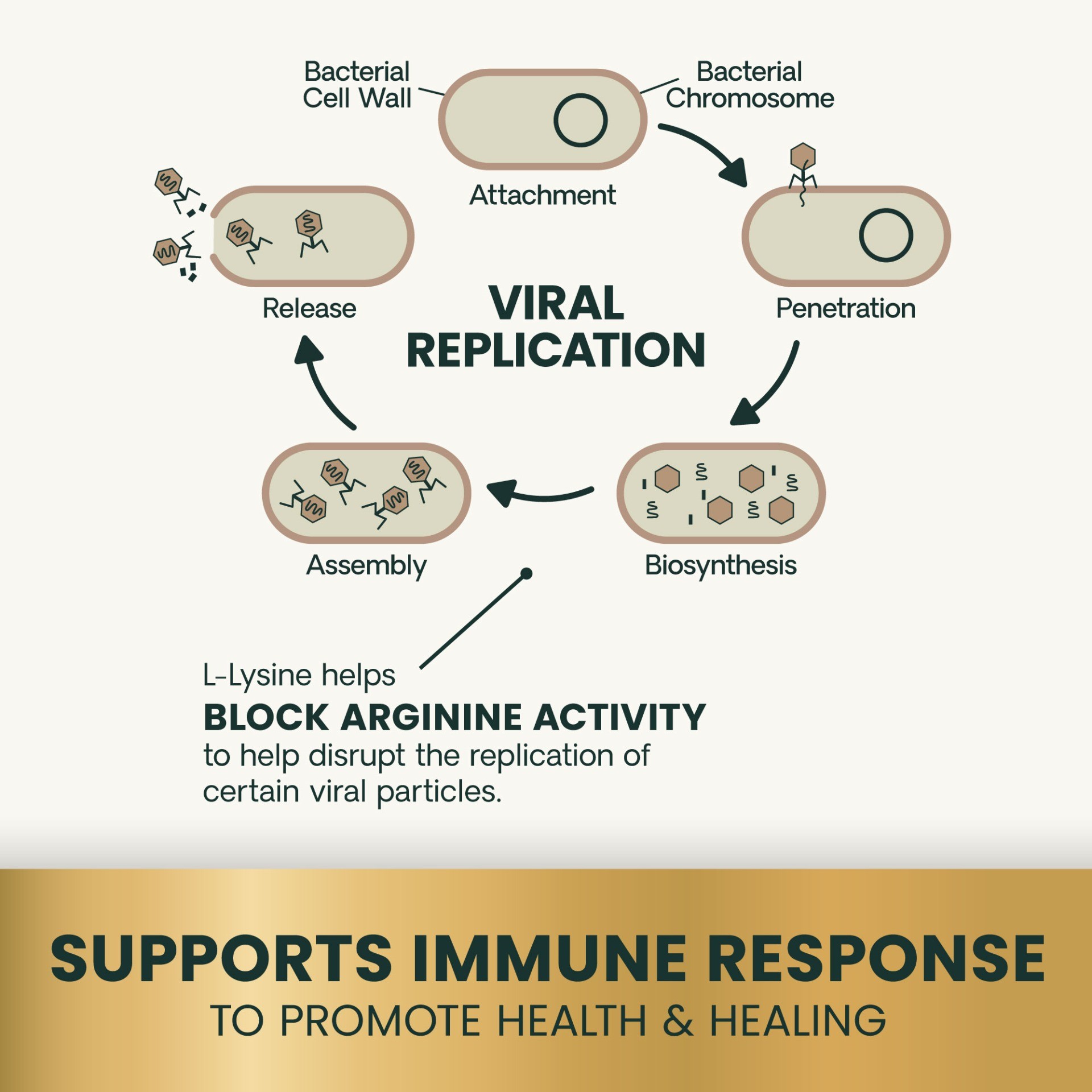 Lysine Immunity Health for Cats