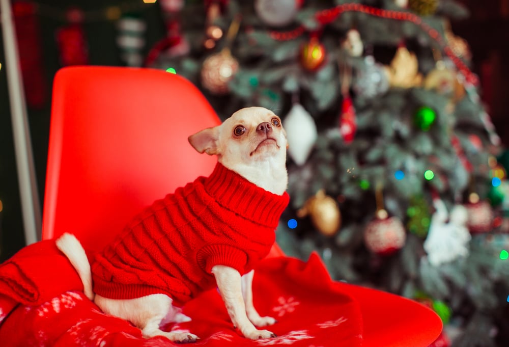 scared chihiuahua in red sweater behind christmas tree
