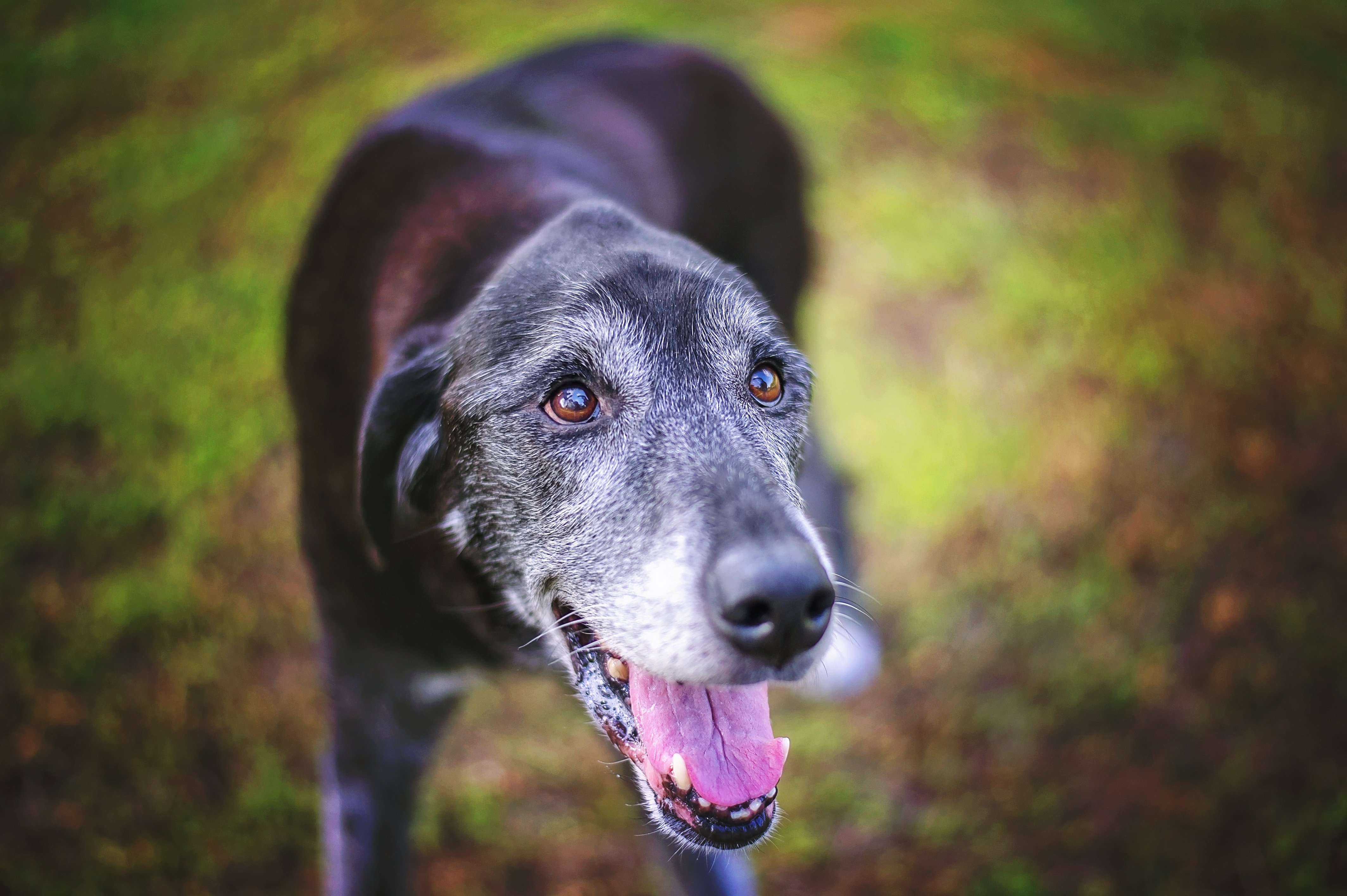 senior dog at park black lab