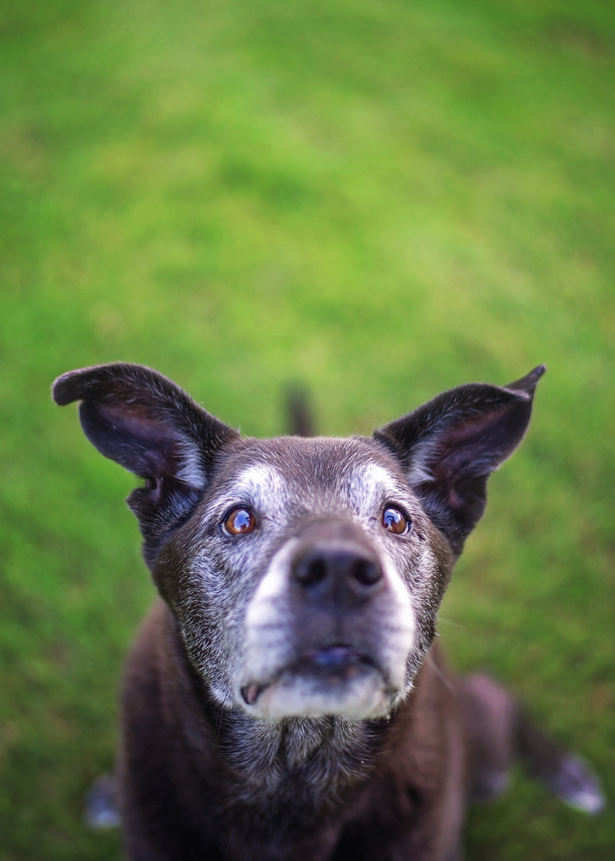 Close up of a senior dog black lab