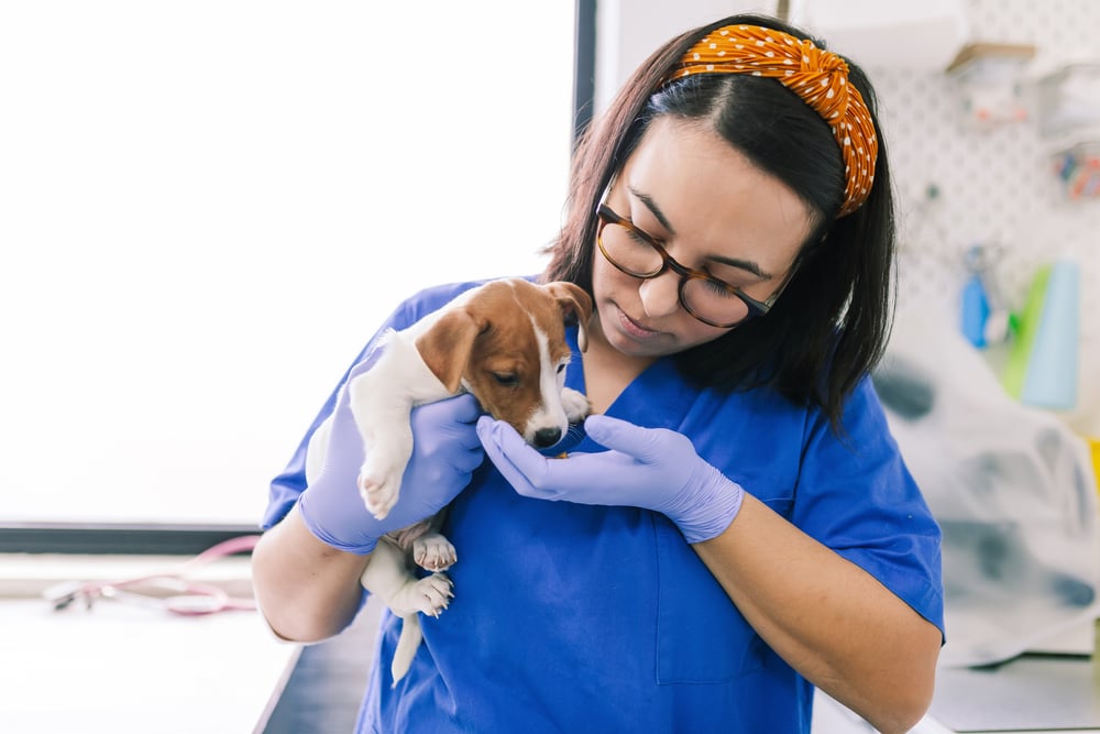 beagle puppy at the vet getting deworming medication