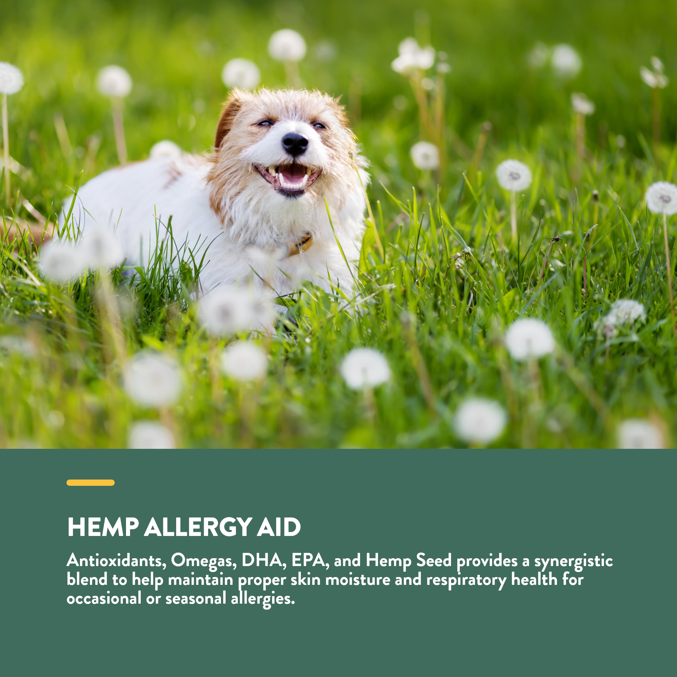 Hemp Allergy Aid SC 120ct NV