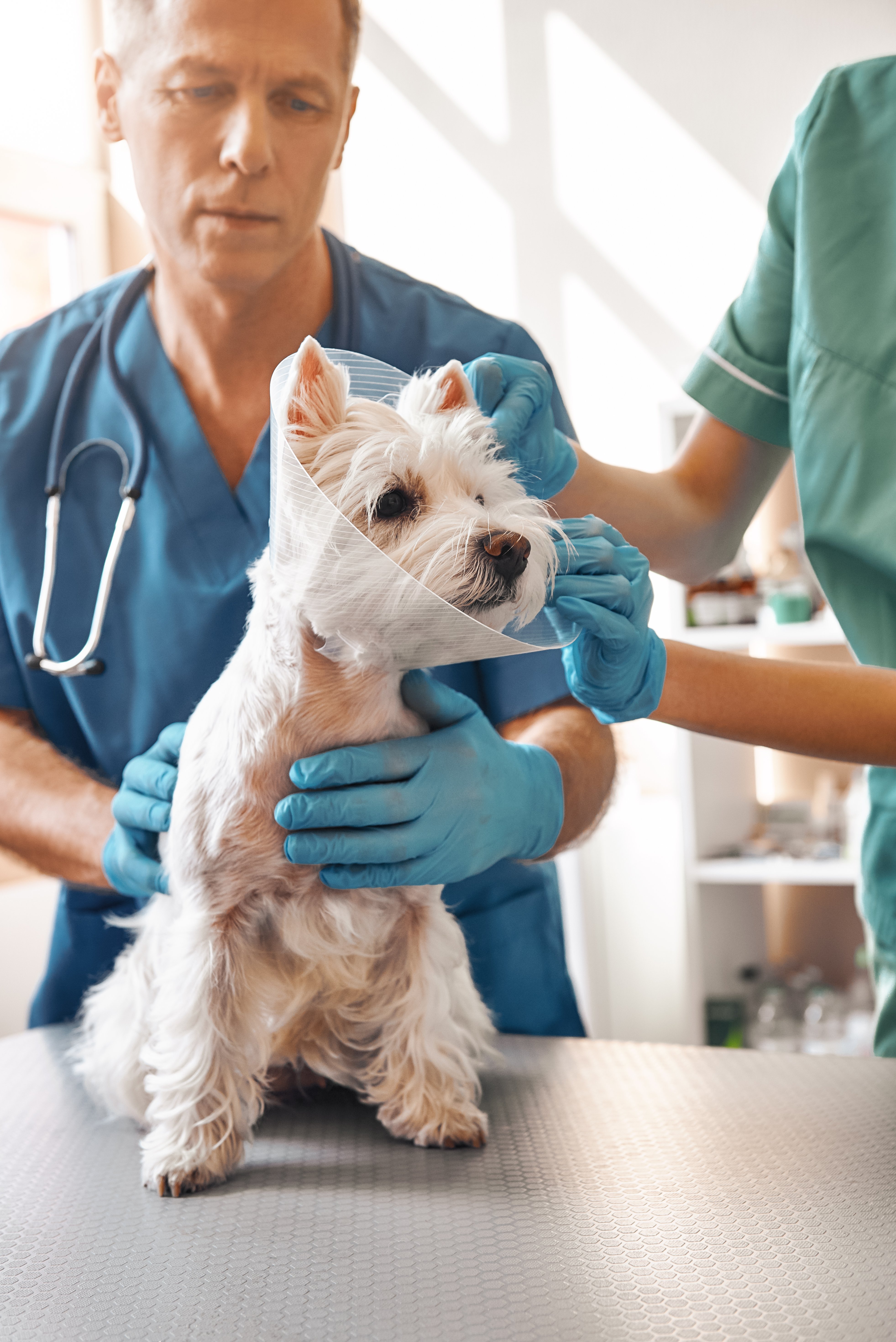 Vets caring for a white terrier