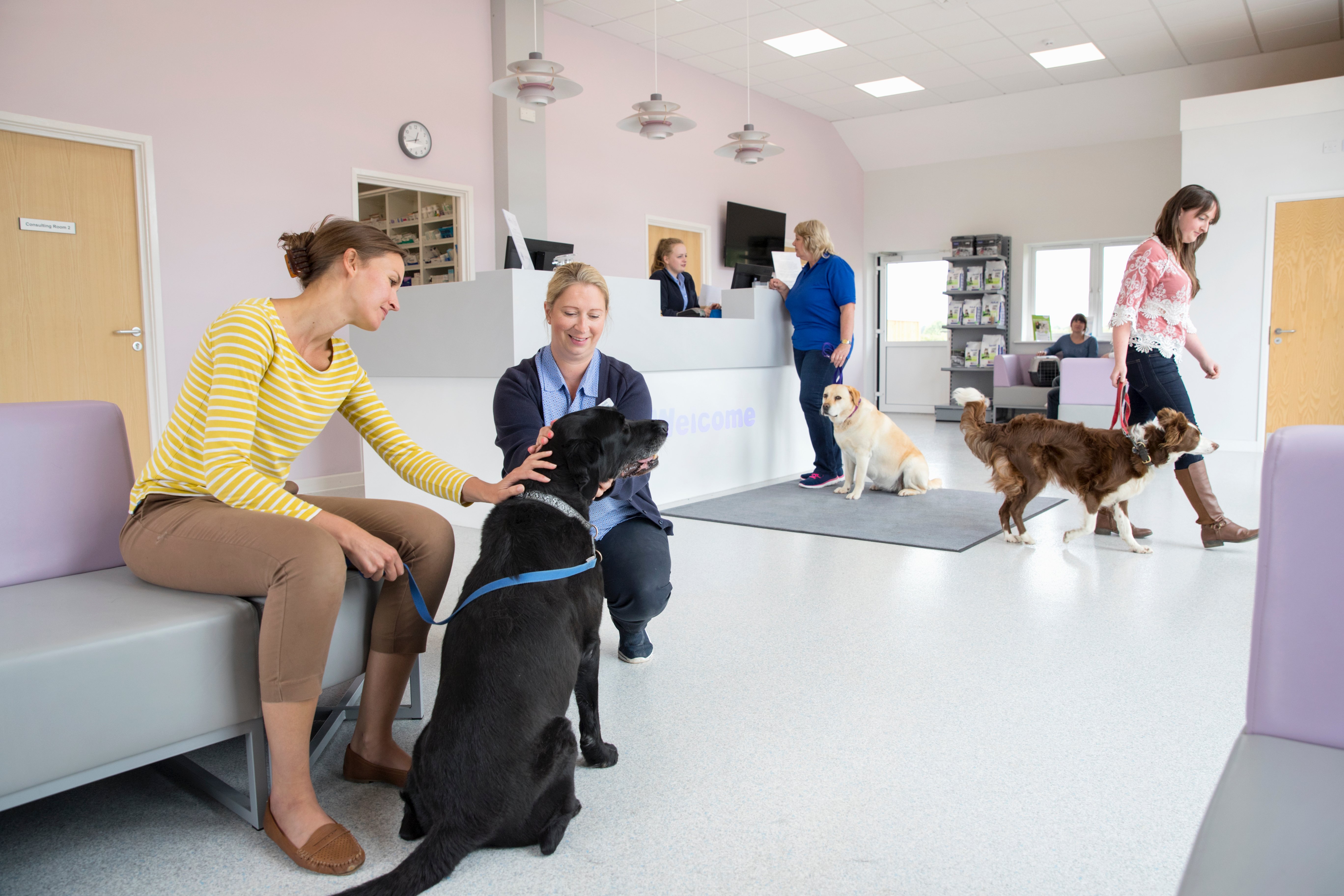 dog owner and black lab in waiting room at vet