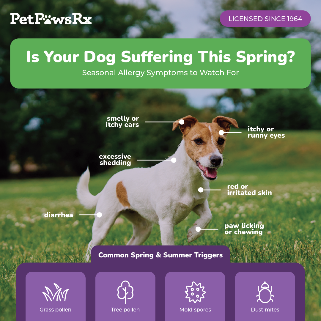 Dog Allergy Signs and Triggers Infographic