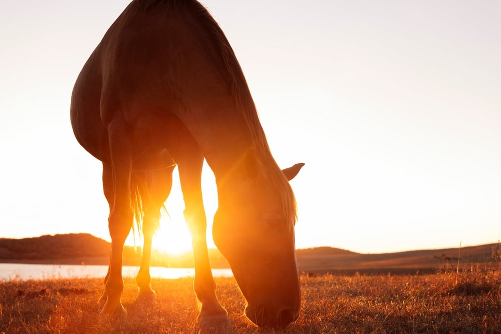 horse grazing in a field at sundown