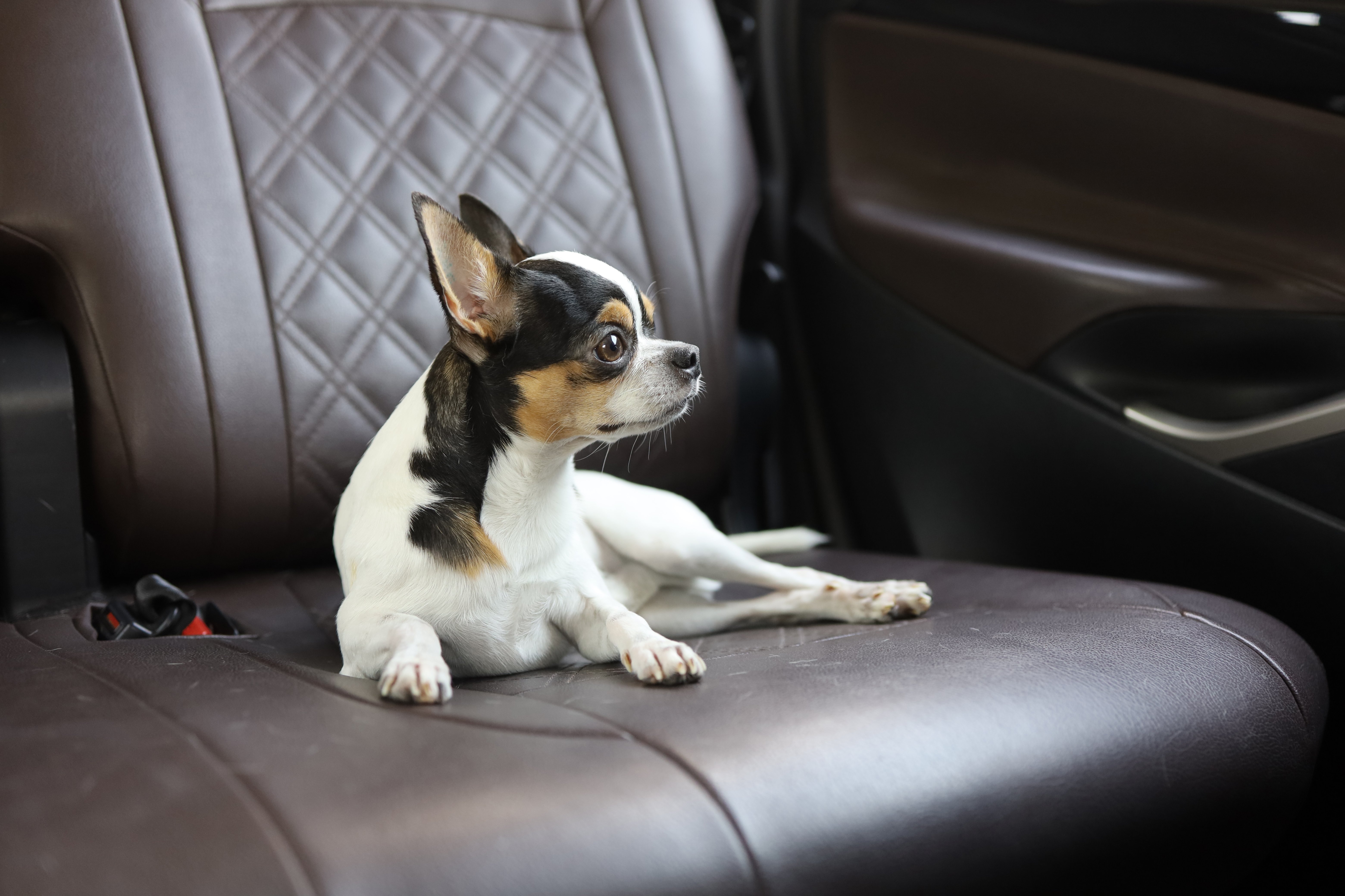 Happy, healthy puppy in a car.