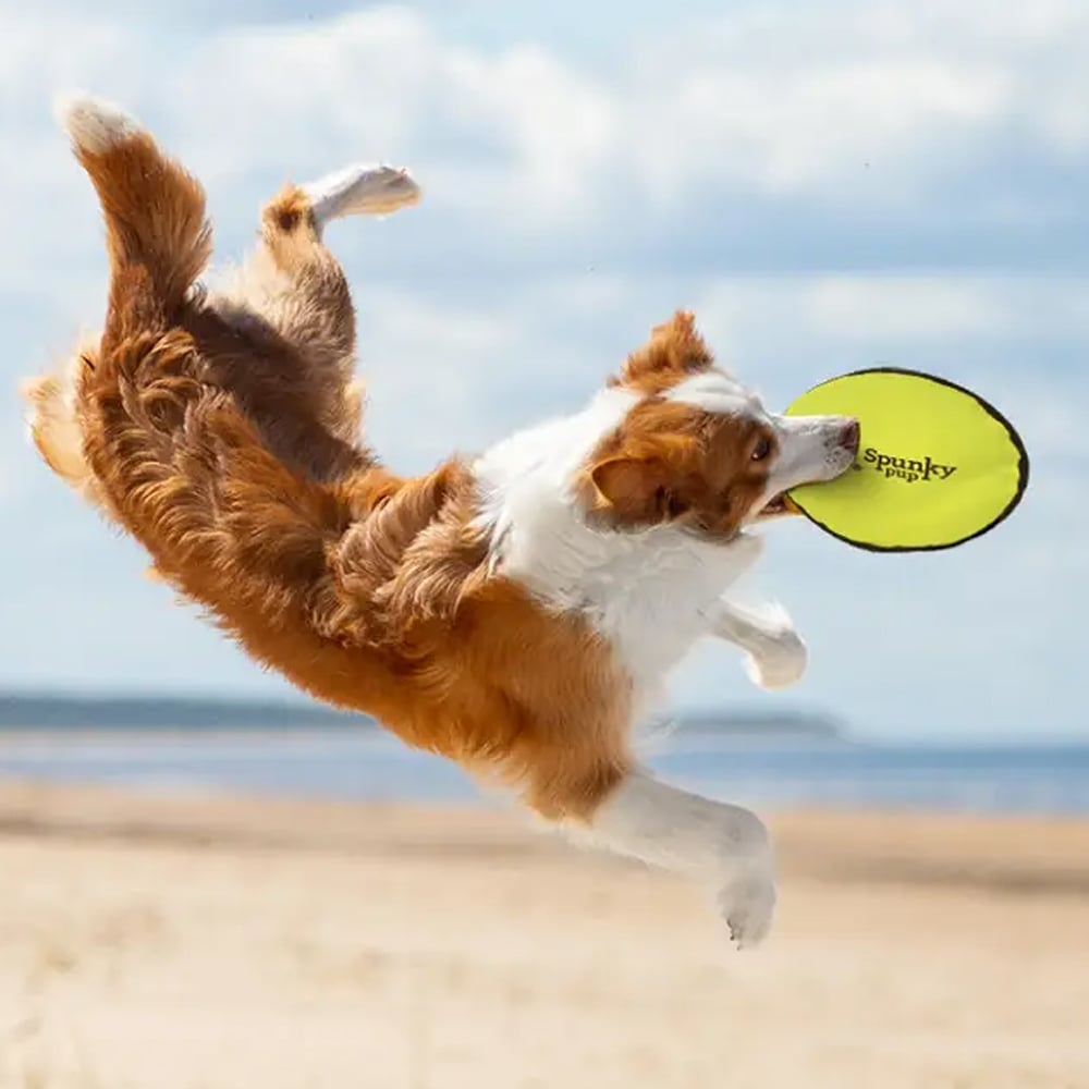 Soft Disc Flyin Fetch Toy