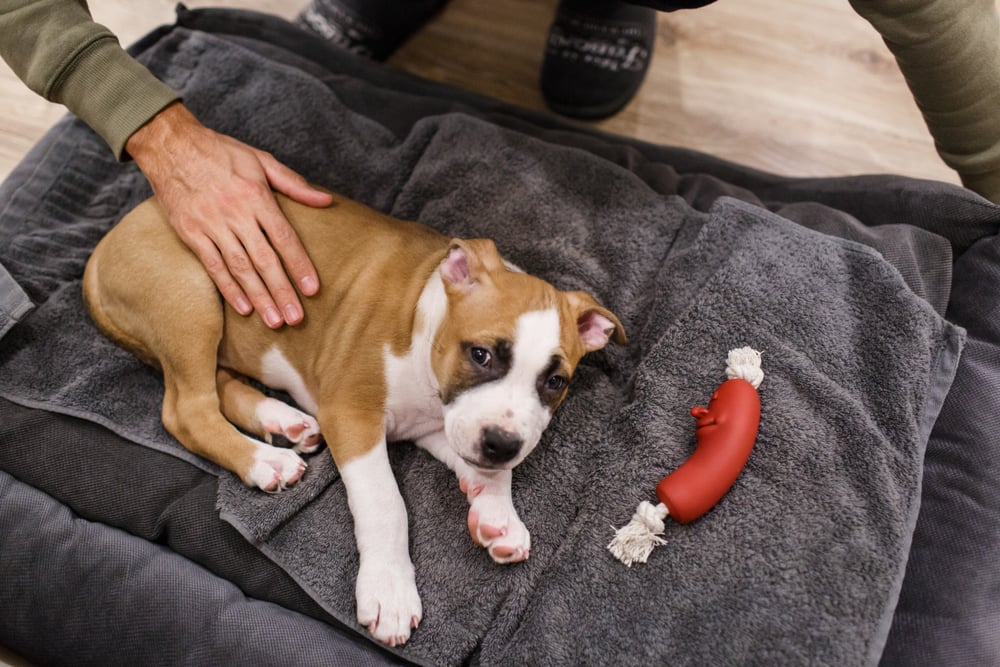 An owner calming their dog