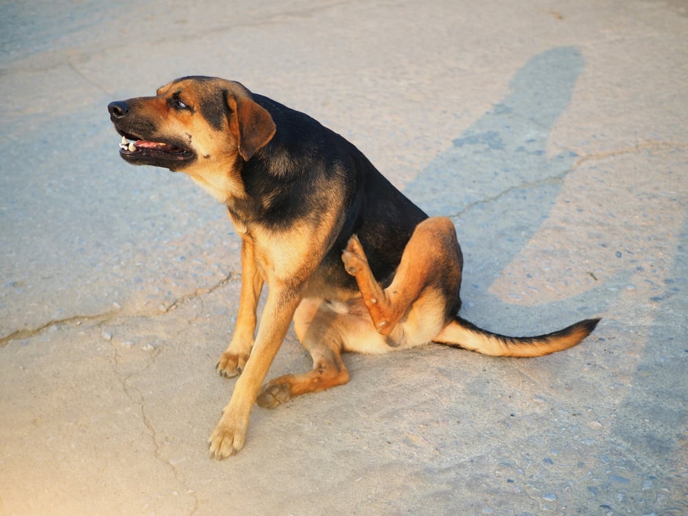 A itching dog with cloudy eye or cataracts problem sitting on ground and scratch on body.