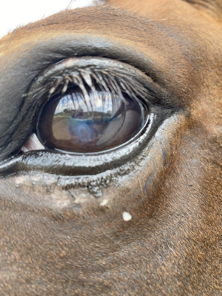 Painful Ulcer on horses eye