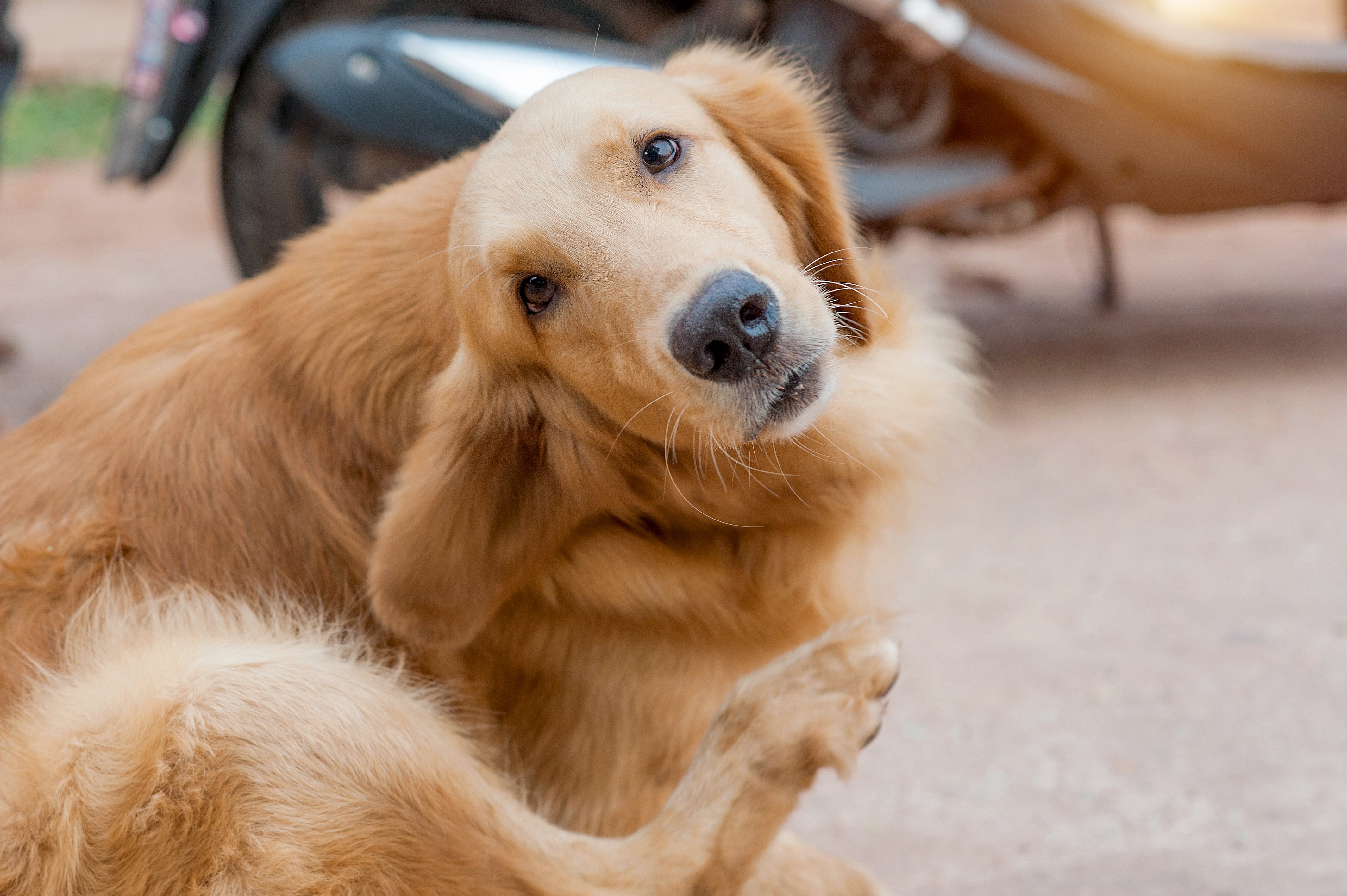 Golden Retriever dog scratching