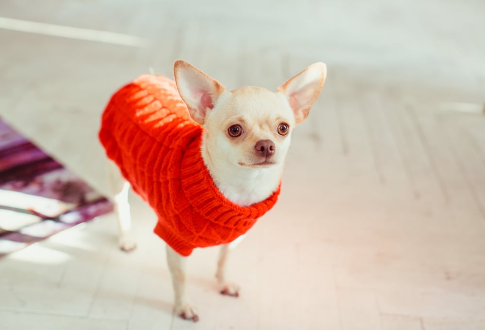 A no longer anxious dog in red sweater