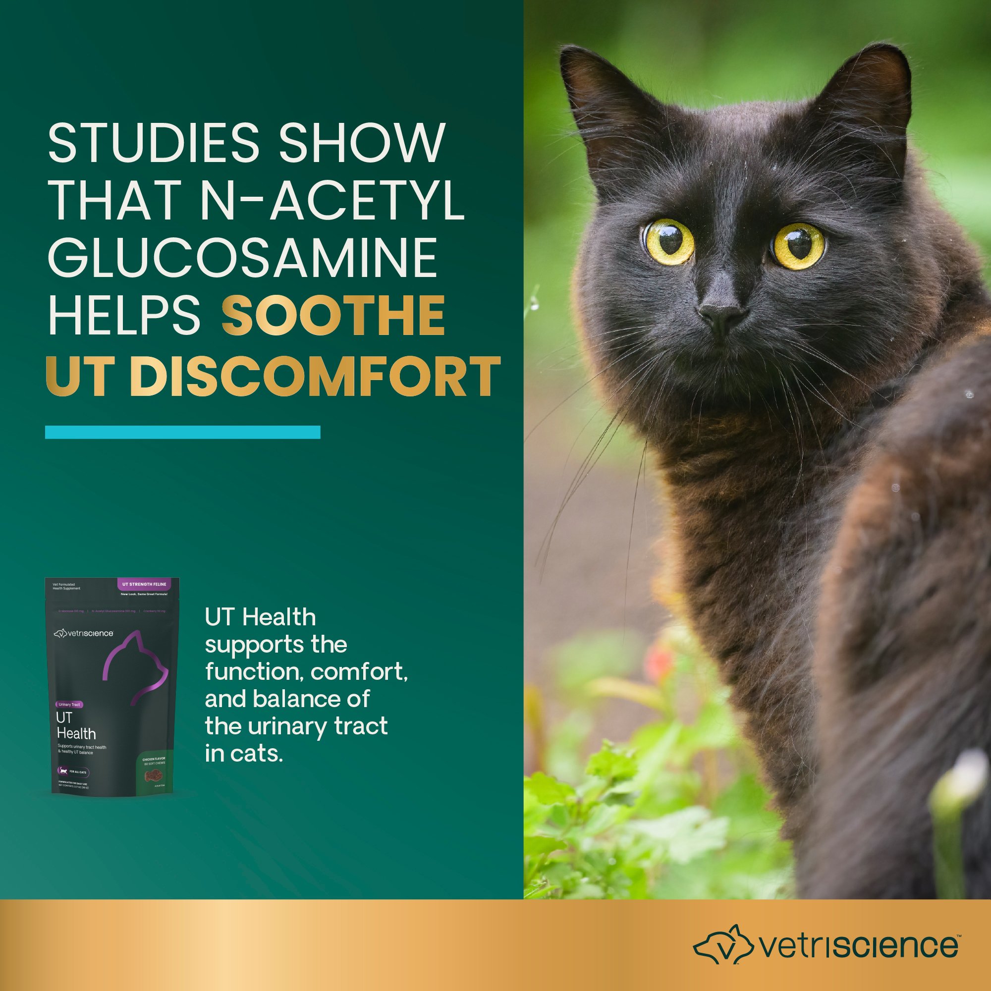 Feline UT Health