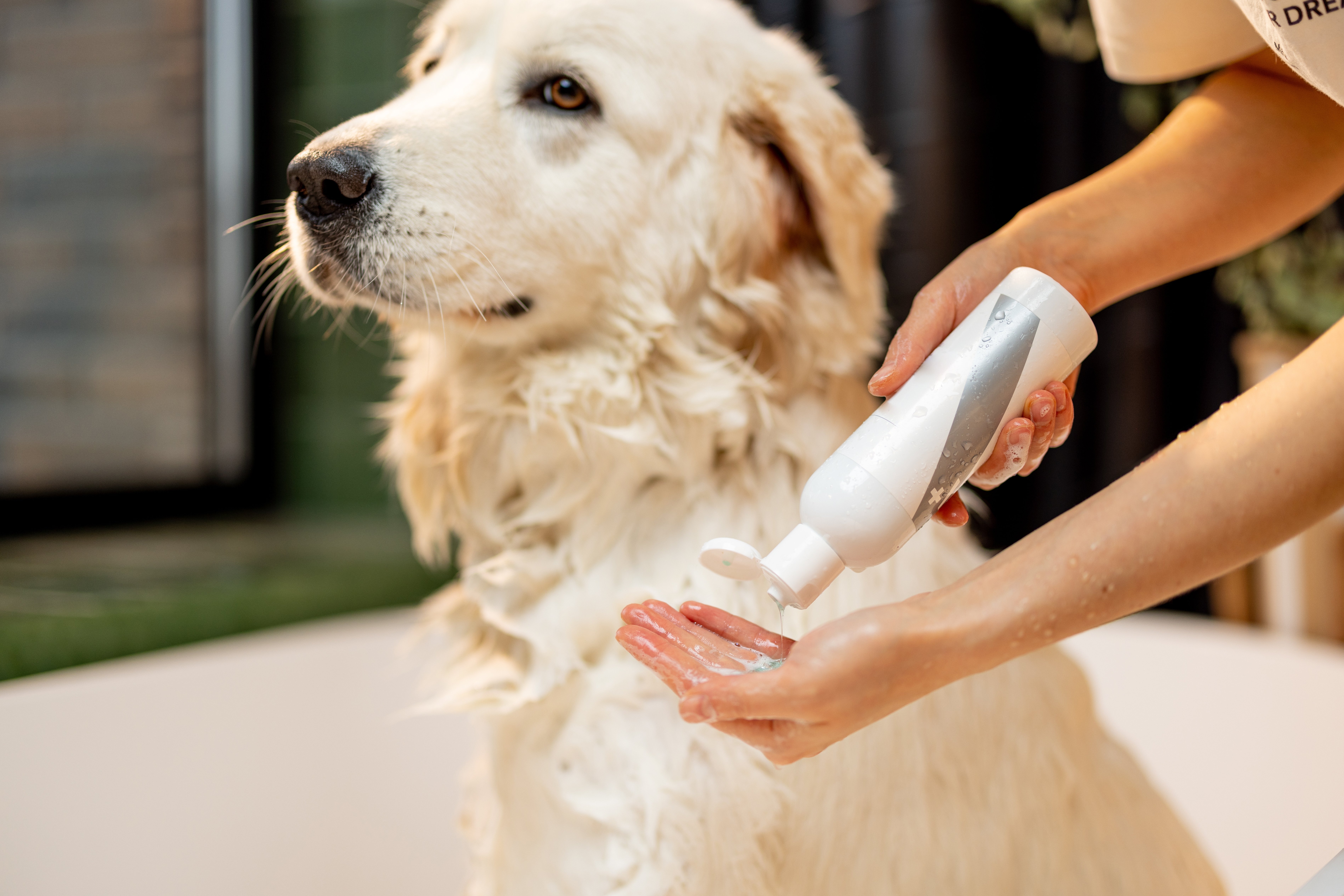 English Cream Golden Retriever getting an oatmeal bath