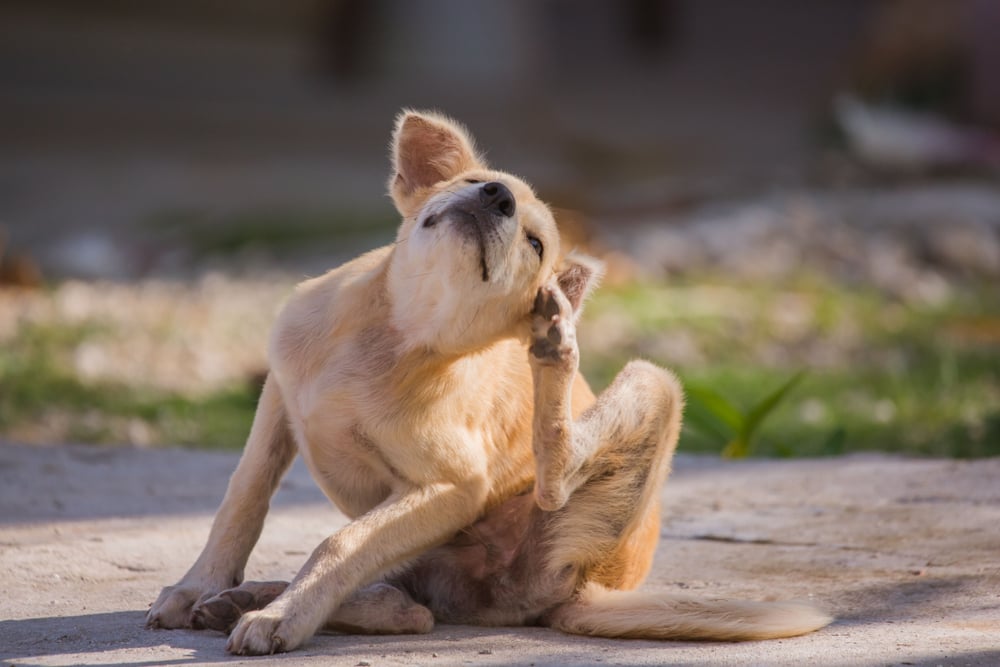 Brown puppy scratching itself with paw