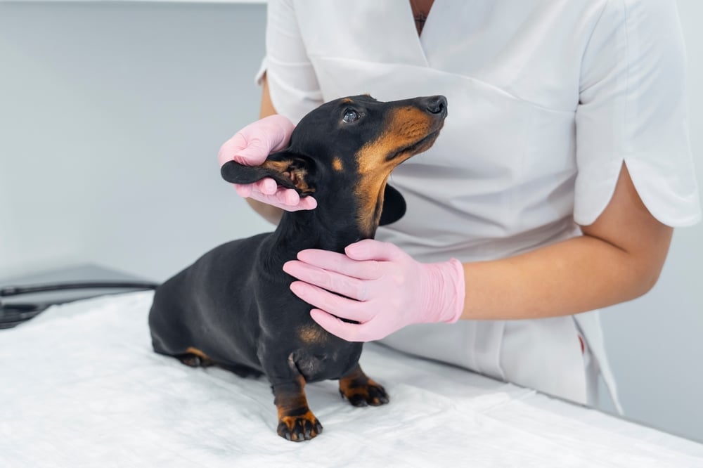 Veterinarian examining the skin of a dachshund dog at examination room