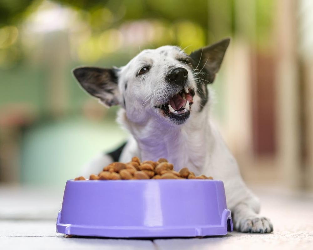 dog eating kibble from a purple bowl with multivitamin