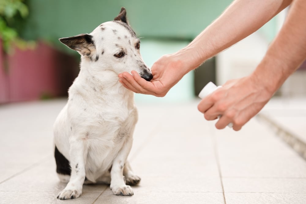 dog owner giving dog a multivitamin