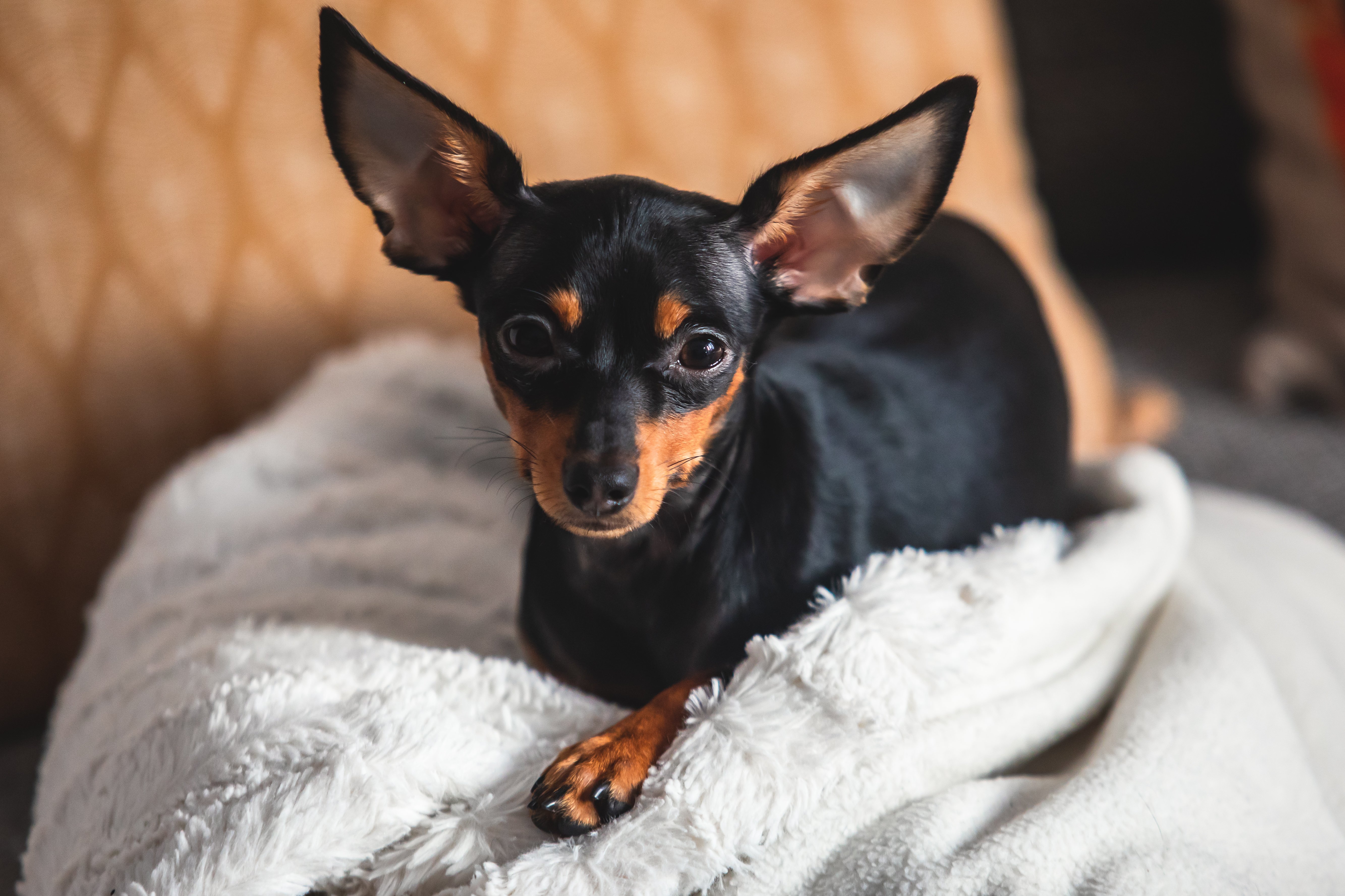 small black dog laying down