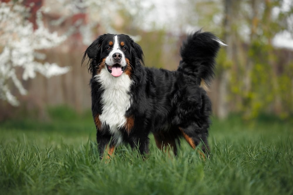 Bernese dog that is happy