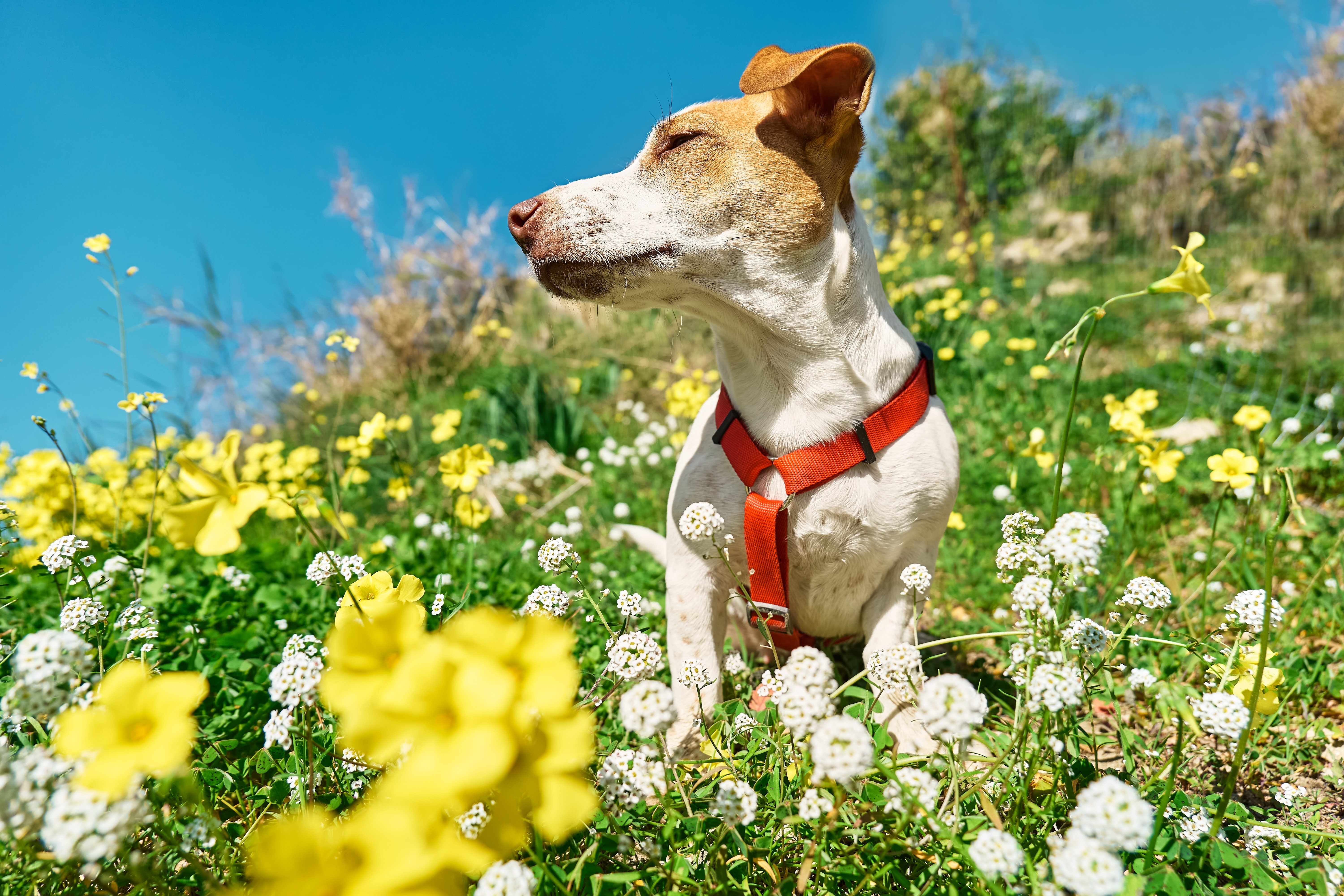 A jack russell terrier playing outside