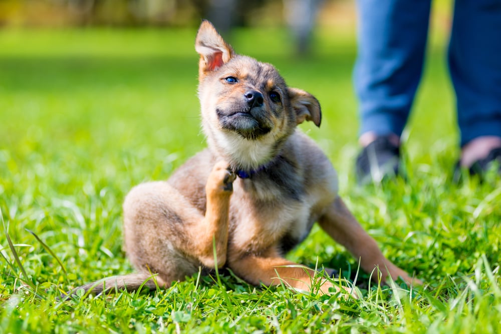 little german shepard puppy scratching his neck