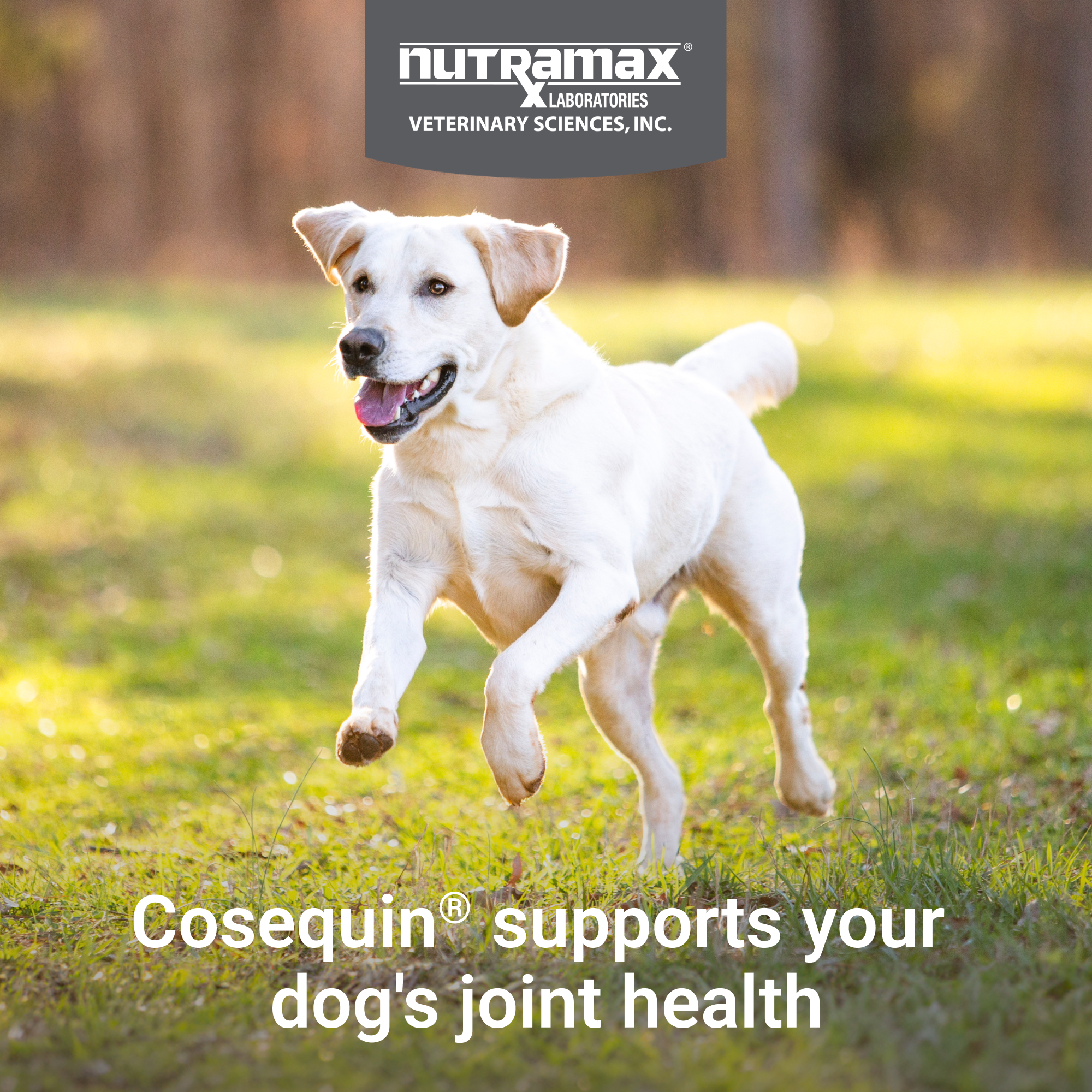 Cosequin Dog