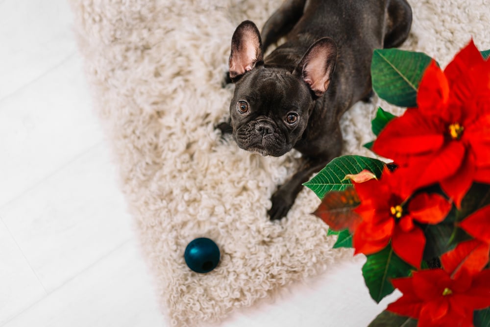 french bulldog playing at home during Christmas