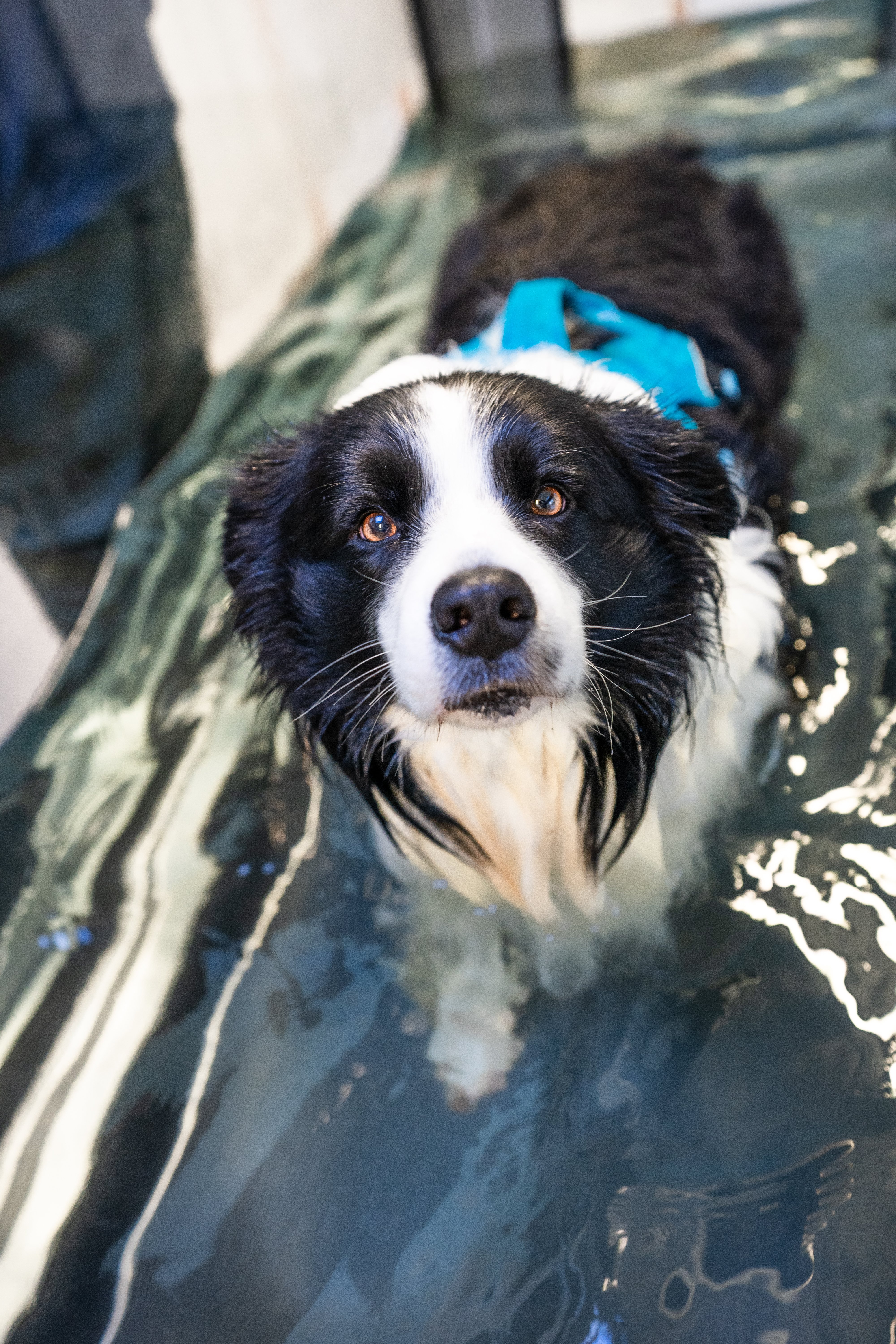 Border Collie on a hydrotherapy treadmill