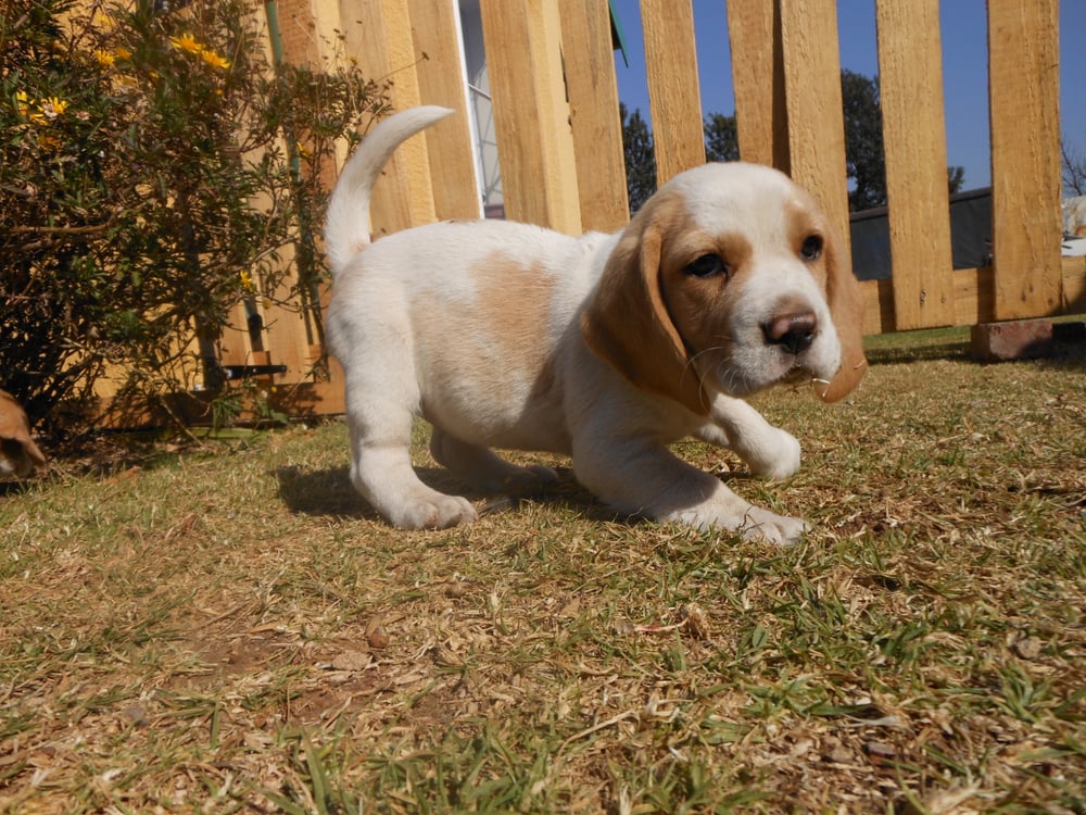 young beagle outside in fenced yard