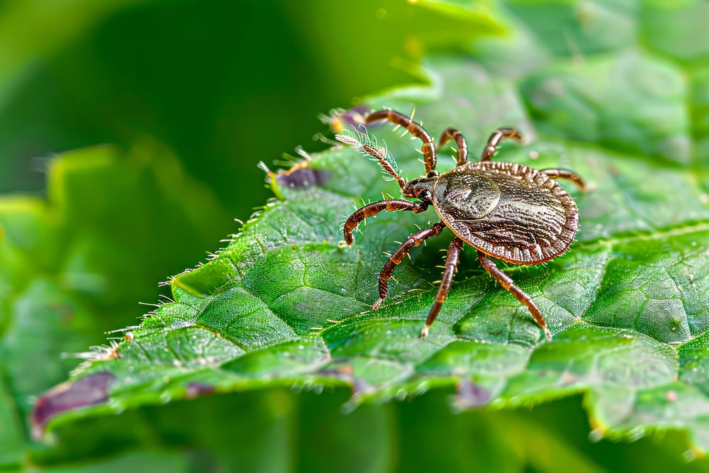 tick on a leaf