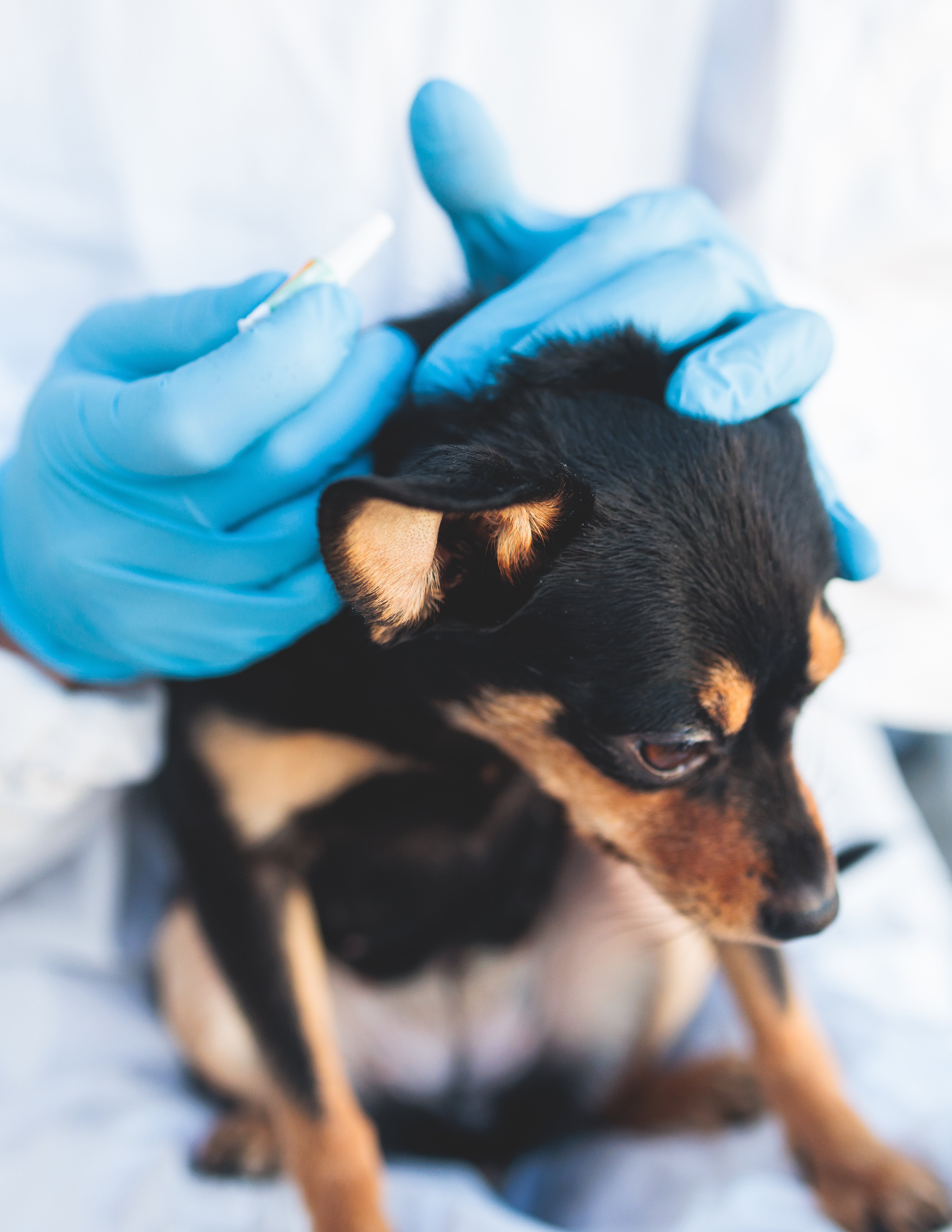Veterinarian specialist holding small black dog and applying drops at the withers, medicine from parasites, ticks, worms and fleas, young dog vet treatment, dog treated with parasite remedy
