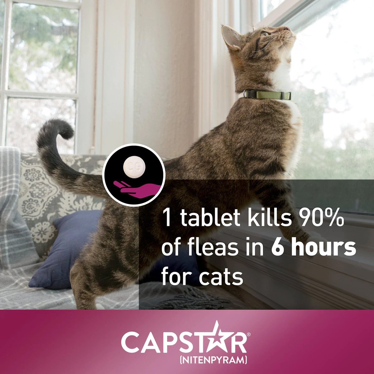 Capstar for Cats, 2 25 lbs, 6 tablets