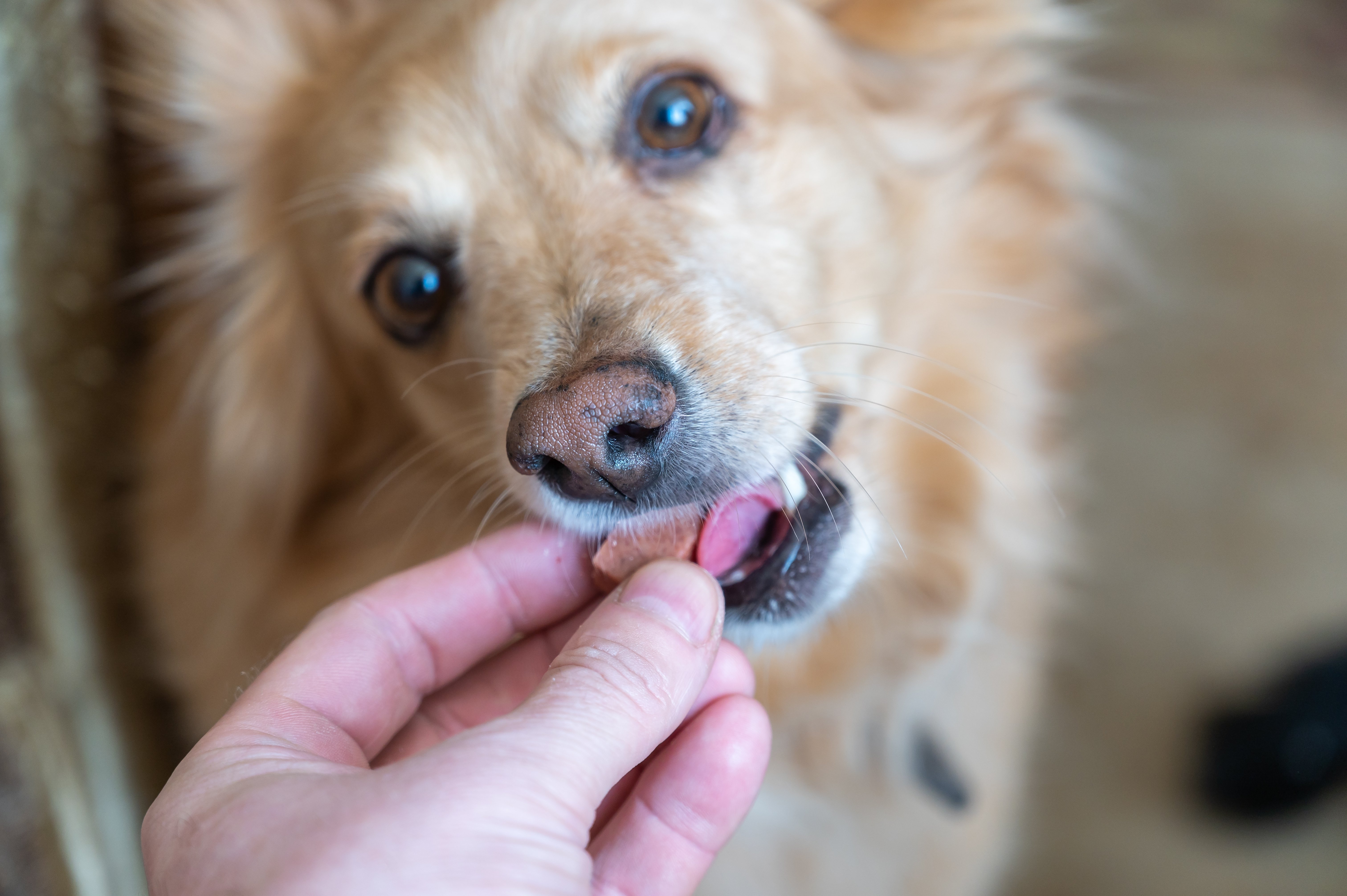 Pet owner gives flea and tick treatment chew to dog