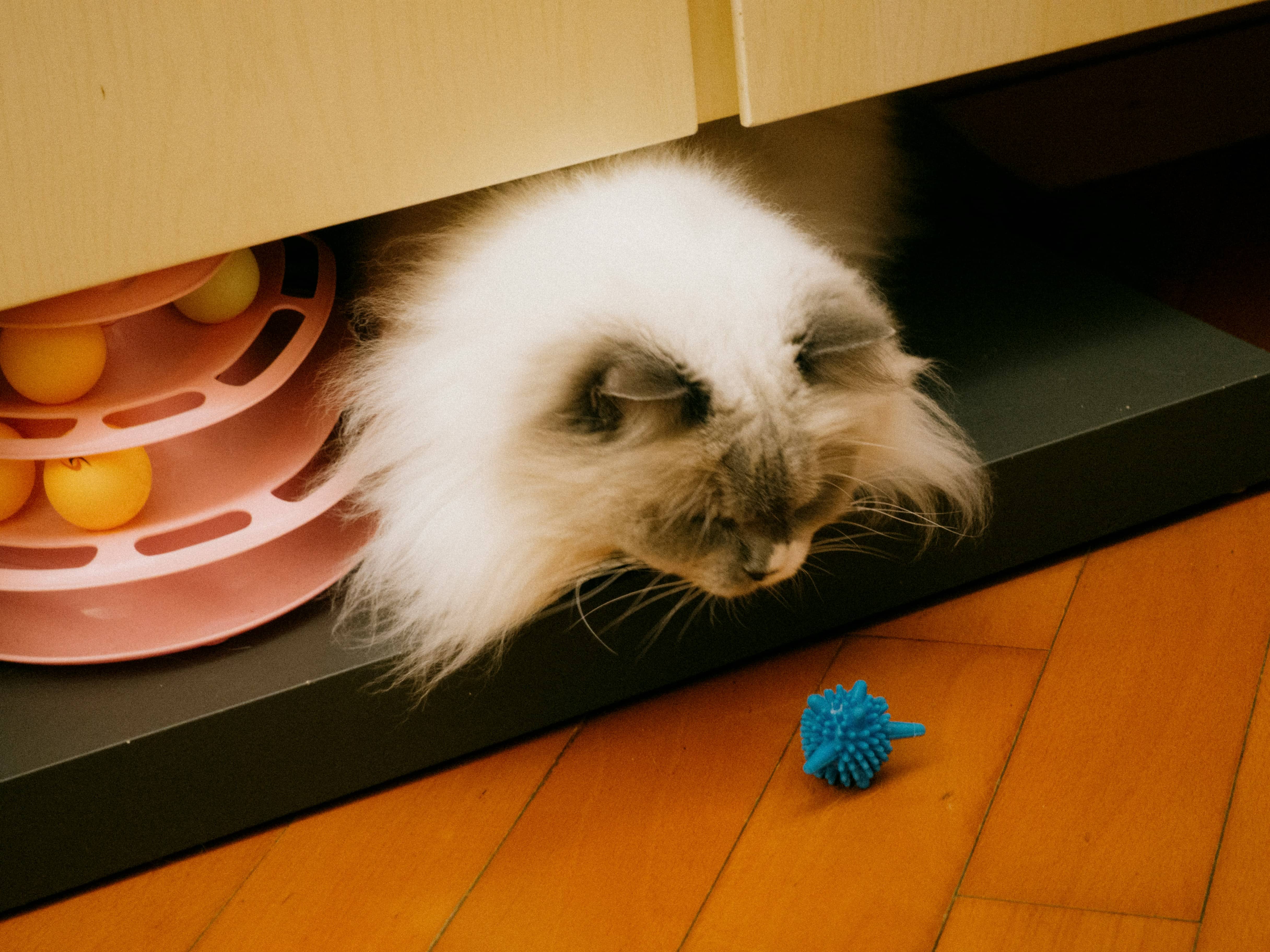 Where to buy pet medications