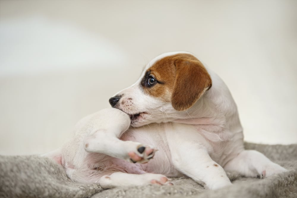 puppy jack russell scratching itself