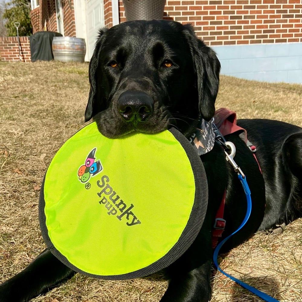 Soft Disc Flyin Fetch Toy