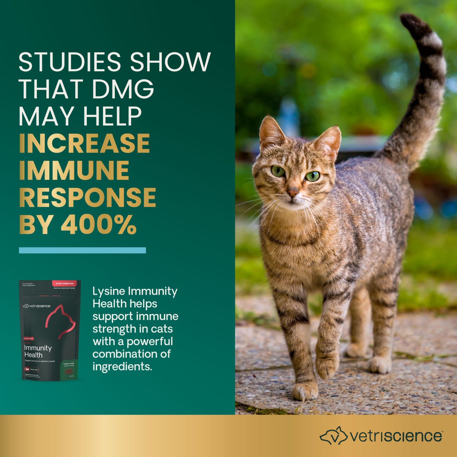 Lysine Immunity Health for Cats