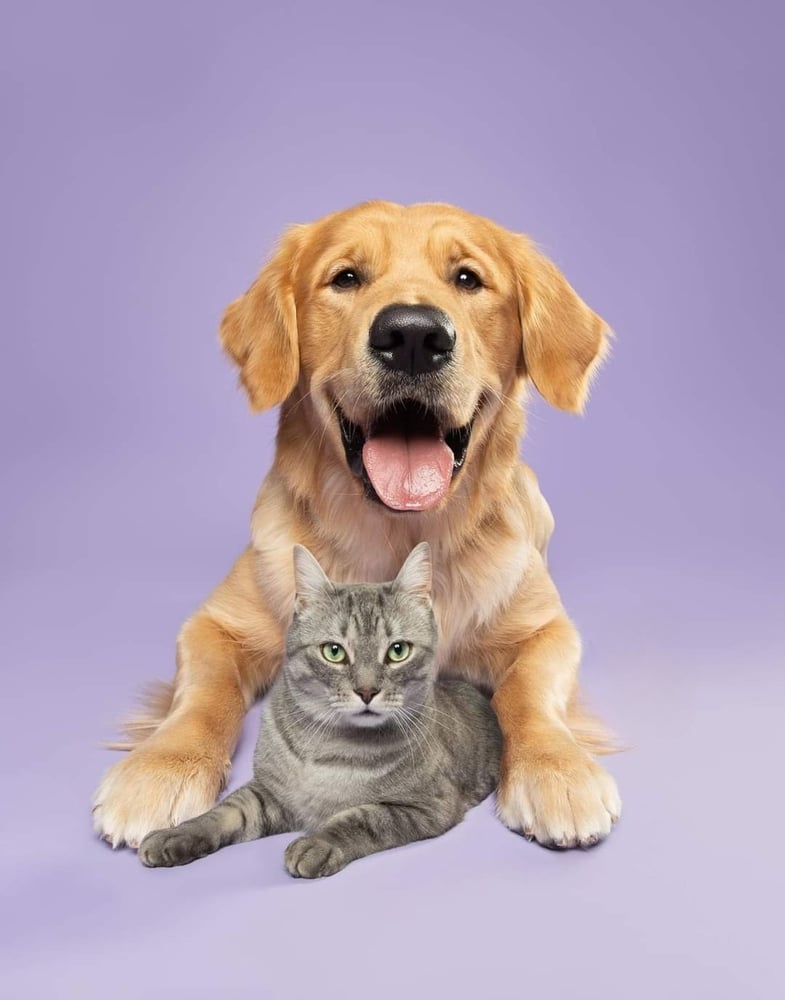 A golden retriever and a grey cat together against a purple background